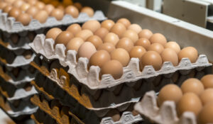 Trump Administration Sues California Over Egg Production
