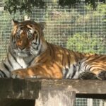 Just Announced: Trump Breaks Silence On Tiger Incident Now