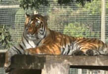 Just Announced: Trump Breaks Silence On Tiger Incident Now